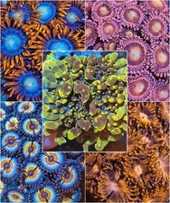 Coral Pack 5 frags ZOA/Rico easy soft coral