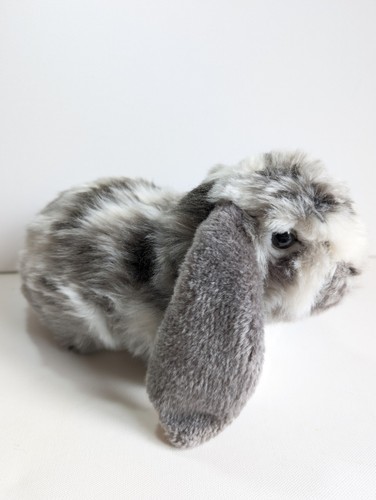 Living nature rabbit - living,