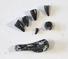 Special Lot - Exqusite Wealden Reptile Teeth + Small Archosaur Humerus bone