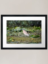 Squacco heron (Ardeola
