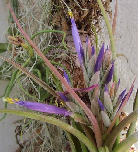 Tillandsia circinnata