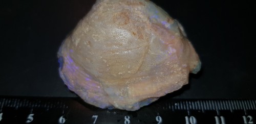 122 cts opalised shell - shell, rare