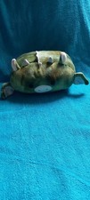 Squishmallow USA Import Rare