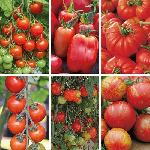 Mix tomato plug plants - x6,