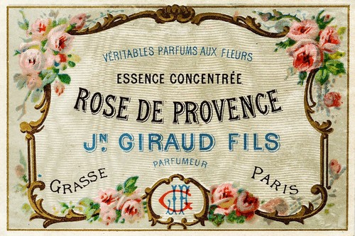 Rose provence french - rose, de