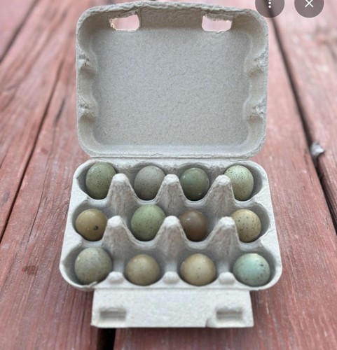 Button quail eggs extra - eggs, +