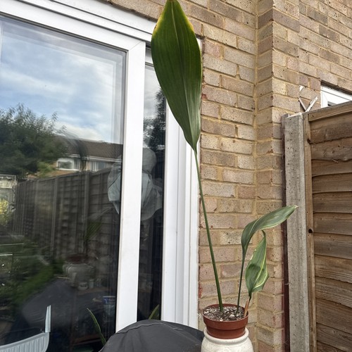 Verigated aspidistra elatior - verigated,