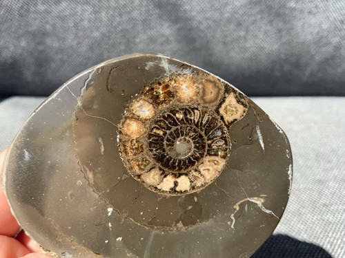 Polished dactylioceras - polished,