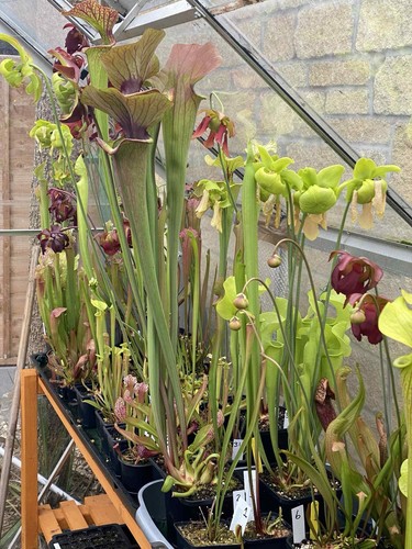 Sarracenia pitcher plant mixed - sarracenia,