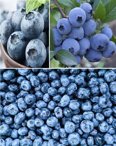 Blueberry 100 fresh - blueberry, 100+