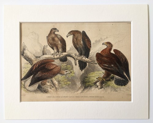 Golden eagle sea 1840 - golden,