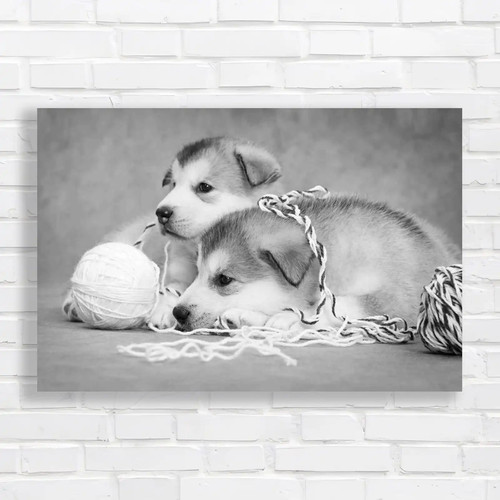 Cute malamute puppies rest - cute,