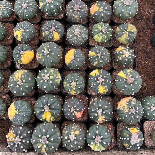 3cm succulent cactus plant - 2.5-3cm,