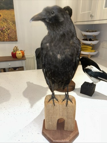 Taxidermy corvid wooden - on,