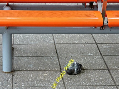 Photo 6x4 waiting for - the, bus