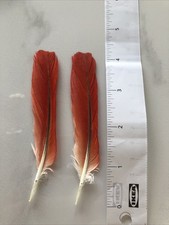 Parrot Feathers 