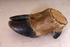 Beautiful wildebeest wildebeest hoof