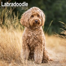 Labradoodle 2026 wall - labradoodle,
