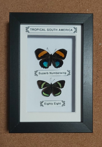 Taxidermy real framed - taxidermy,