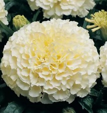 75 x TAGETES SEEDS VANILLA AFRICAN MARIGOLD 
