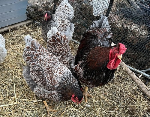 Purebred blue laced red - 12+2,
