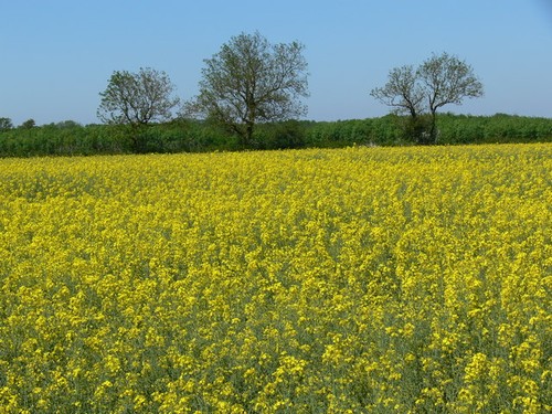 Photo oil seed - oil, rape