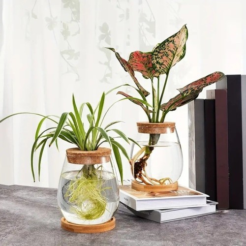 Transparent hydroponic - transparent,