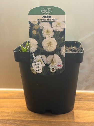 Achillea the pearl - 2l, |