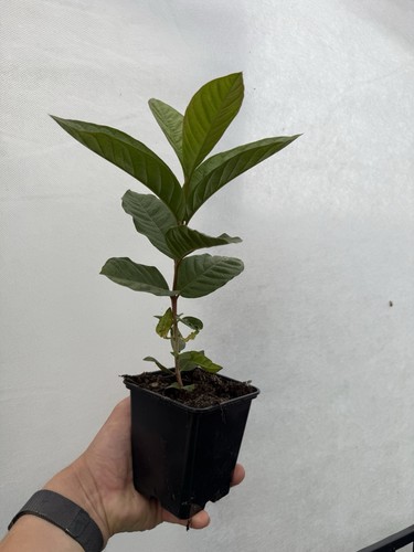 Pink guava plant 9cm pot - pink,