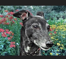 Greyhound , Lurcher 