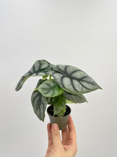 Alocasia silver dragon - alocasia,