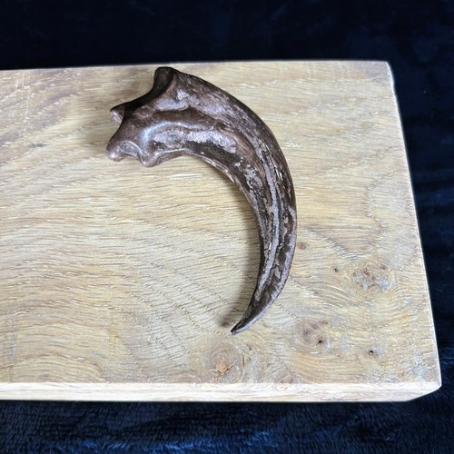 Velociraptor killing claw - velociraptor,