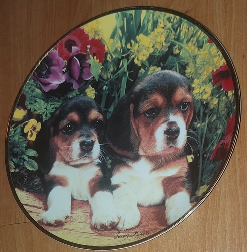 Beagle collectors plate - beagle,