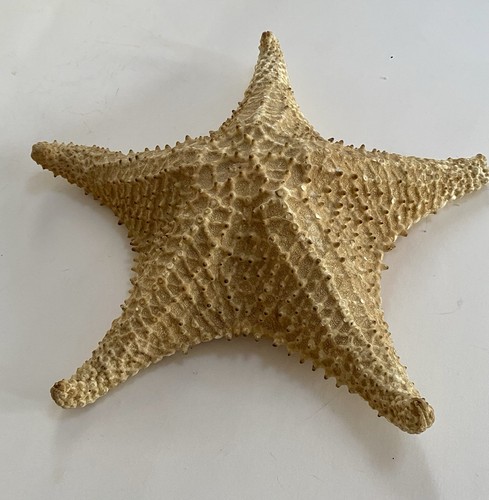 Natural dried starfish - dried, 9”