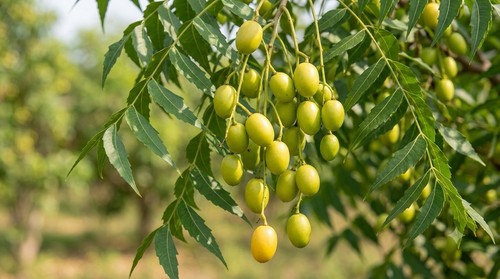 Neem tree seedling live plant - tree,