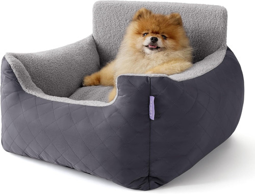 Lesure small dog - dog, car