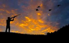 Pheasant shooting abstract - pheasant,