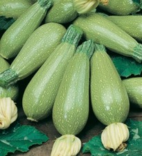 15 BOLOGNESE ZUCCHINI SEEDS +