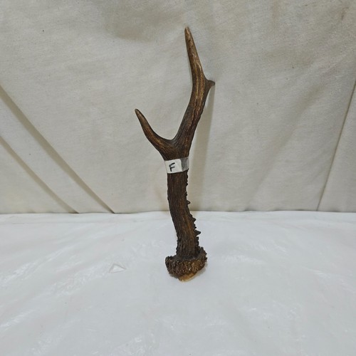 Deer roe antler - /roe, ,thumbstick/