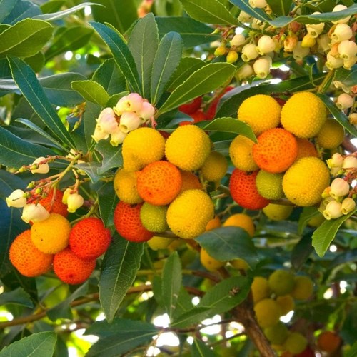 Arbutus unedo compacta plant - unedo,