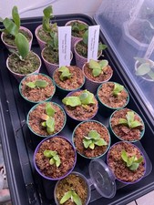 Platycerium Willinckii ‘Bacteria’ – Rare Staghorn Fern Sporelings | UK Grown