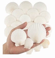 30PCS Sea Shells, 3 Size White