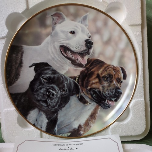 Staffordshire bull terrier - bull,