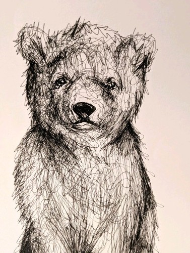 Polar bear cub drawing - polar, sketch