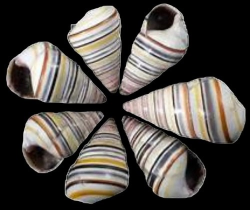 Haitian tree snail - haitian,