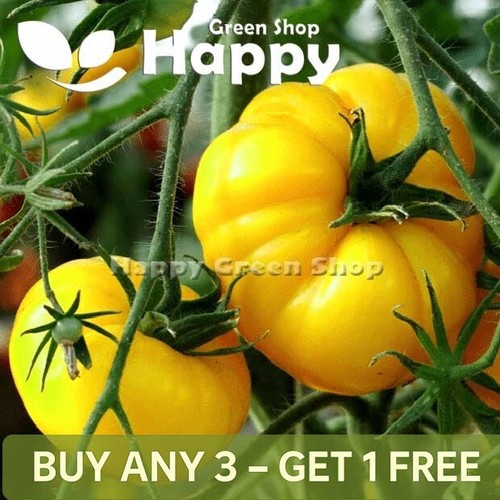 Vegetable tomato seeds - vegetable,