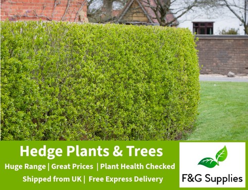 Green privet garden hedge - privet,