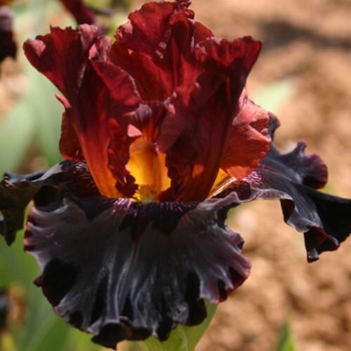 Tall bearded iris - bearded,