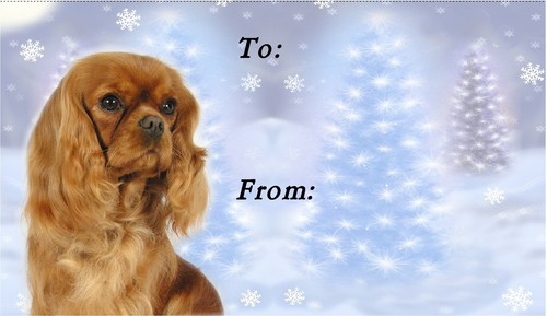 Cavalier king charles spaniel - cavalier,