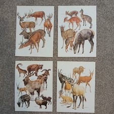 Vintage 1984 Horned Mammals Deer Sheep Gnu Antelope Oryx Art Book Print x 4
